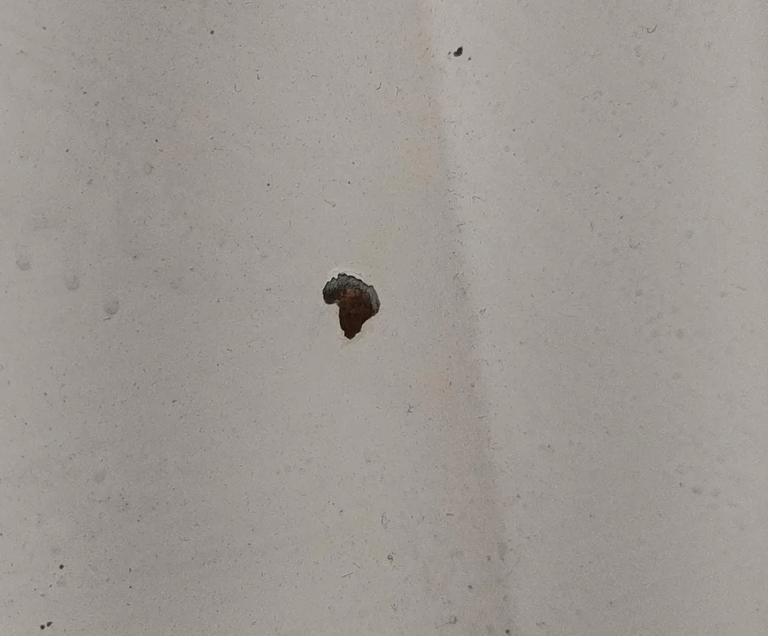Cofano anteriore Cofano anteriore